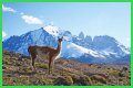 Wildlife in Patagonia: 20 Amazing Species